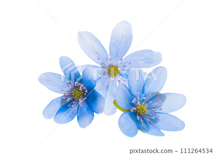 Hepatica Nobilis  isolated 111264534