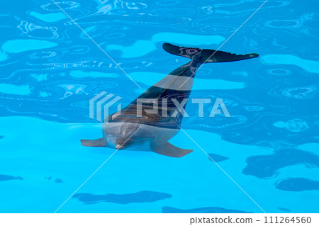 dolphin swimming 111264560