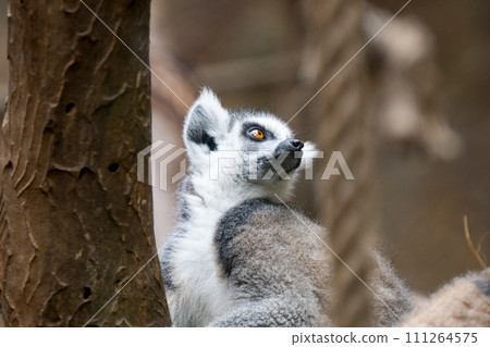 beautiful lemur beautiful lemur 111264575