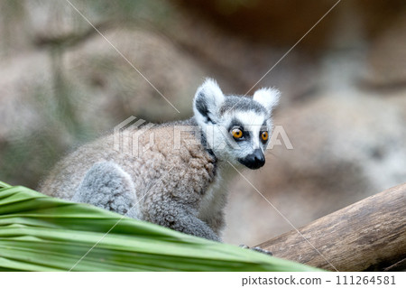 beautiful lemur beautiful lemur 111264581