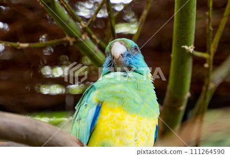 beautiful parrots 111264590