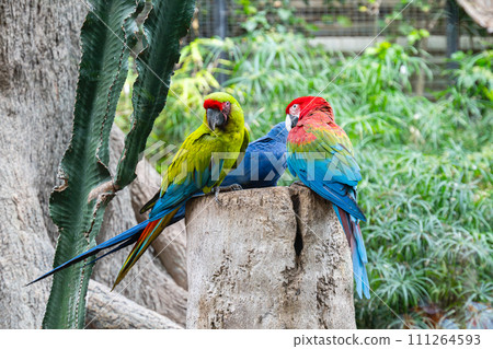 beautiful parrots beautiful parrots 111264593