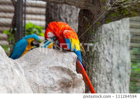 beautiful parrots 111264594