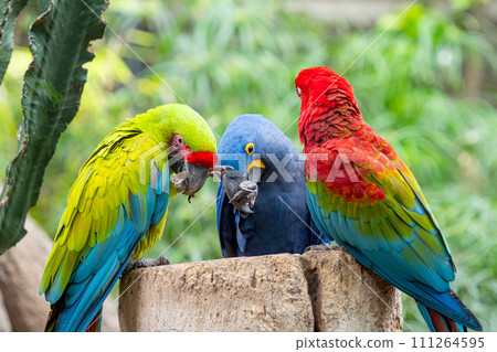 beautiful parrots 111264595