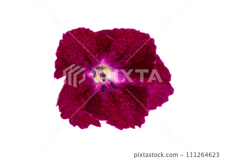 perennial carnation isolated 111264623