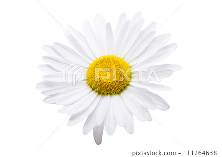 white chamomile isolated 111264638