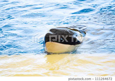 killer whale swimming 111264672