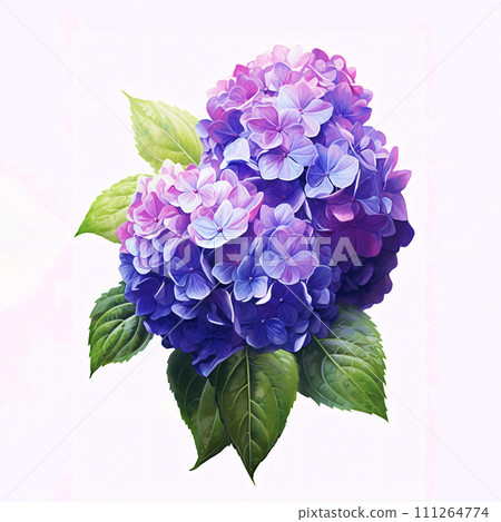 Bouquet of hydrangea isolated on white background. Bouquet of hydrangea isolated on white background. 111264774
