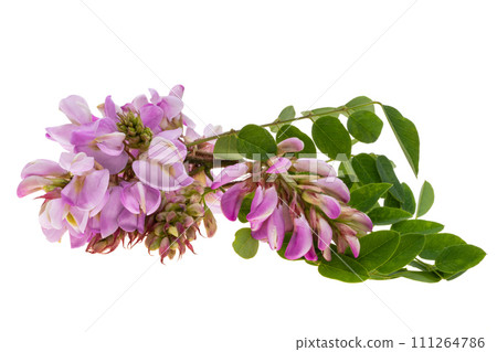 lilac acacia isolated 111264786