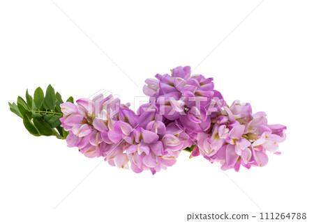 lilac acacia isolated 111264788