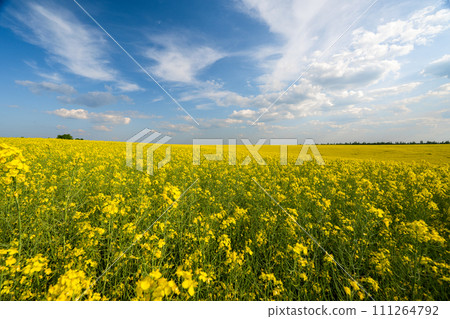 field with blooming rapeseed 111264792