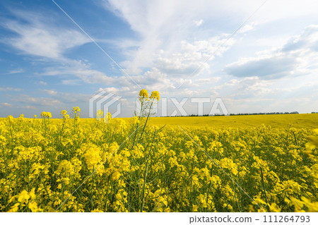 field with blooming rapeseed field with blooming rapeseed 111264793