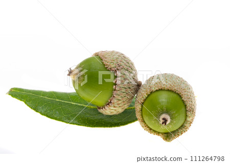 holm oak acorn isolated holm oak acorn isolated 111264798