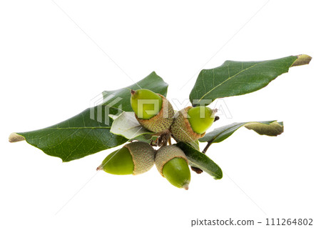 holm oak acorn isolated holm oak acorn isolated 111264802