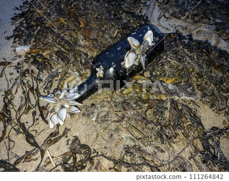 Goose barnacles barnacle on a bottle at sea beach Goose barnacles barnacle on a bottle at sea beach 111264842