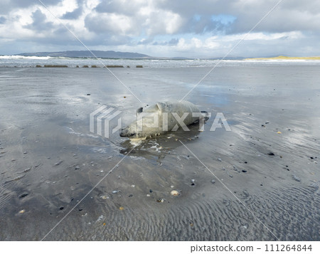 Dead seal lying on Narin beach by Portnoo - County Donegal, Ireland. Dead seal lying on Narin beach by Portnoo - County Donegal, Ireland. 111264844