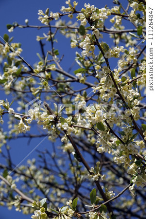 White gummy flowers that bloom against the blue sky in April 111264847