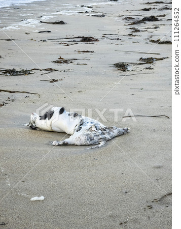 Dead badger washed up on Narin Strand in County Dnegal, Ireland Dead badger washed up on Narin Strand in County Dnegal, Ireland 111264852
