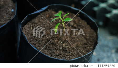 the seedlings of small sprouts tree into the black nursery bags 111264870