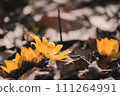 Yellow flowers that bloom in winter, Fukujuso Yellow flowers that bloom in winter, Fukujuso 111264991