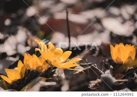 Yellow flowers that bloom in winter, Fukujuso Yellow flowers that bloom in winter, Fukujuso 111264991