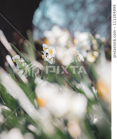 Daffodils, winter flowers that shine in the sunlight Daffodils, winter flowers that shine in the sunlight 111264994