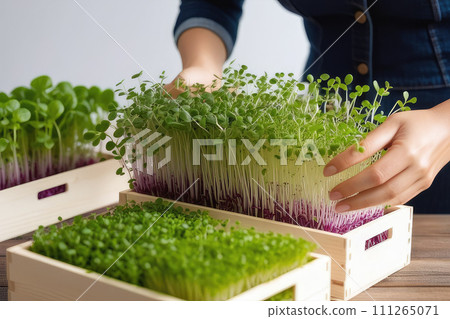 Fresh organic microgreens in womans hands for salads or recipes. 111265071
