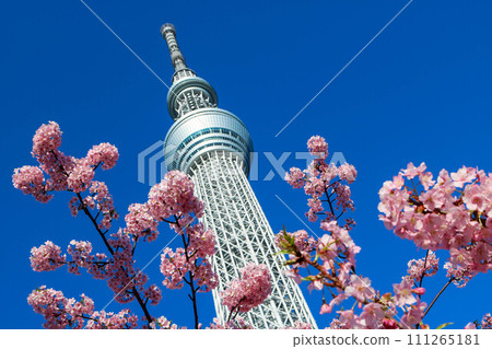 Kawazu Sakura and Sky Tree 111265181