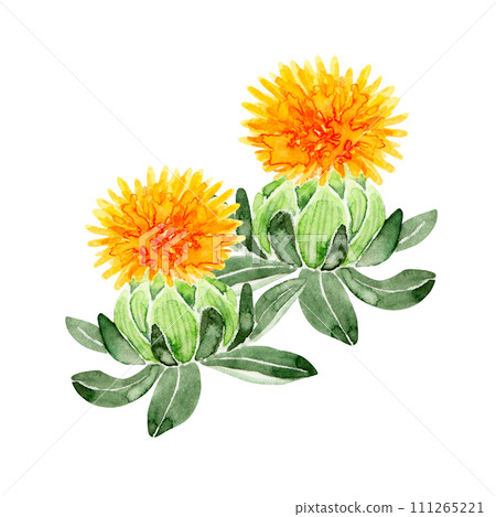 Safflower safflower illustration watercolor illustration Safflower safflower illustration watercolor illustration 111265221