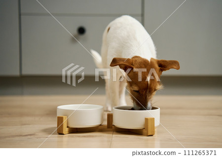 Dog eating dry food from a white bowl on the floor in kitchen, Hungry dog, Animal feeding and pet care 111265371