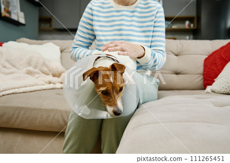 Woman strokes dog wearing medical plastic collar at home. Female owner care about cute dog in Elizabethan collar. Sad Jack Russell Terrier in pet cone in rehabilitation after medical treatment 111265451