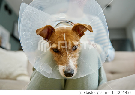 Woman strokes dog wearing medical plastic collar at home. Female owner care about cute dog in Elizabethan collar. Sad Jack Russell Terrier in pet cone in rehabilitation after medical treatment Woman strokes dog wearing medical plastic collar at home. Female owner care about cute dog in Elizabethan collar. Sad Jack Russell Terrier in pet cone in rehabilitation after medical treatment 111265455
