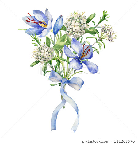 Watercolor illustration bunch of labrador tea flowers and crocus isolated on white background. Painted floral sprig with ribbon and meadow flower in gentle colors. Design for Easter card, mother day Watercolor illustration bunch of labrador tea flowers and crocus isolated on white background. Painted floral sprig with ribbon and meadow flower in gentle colors. Design for Easter card, mother day 111265570