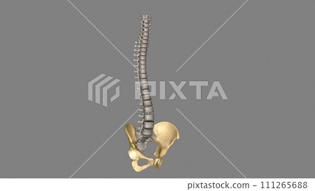 The hip is the area on each side of the pelvis The hip is the area on each side of the pelvis 111265688