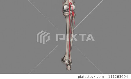 The sural arteries (inferior muscular arteries) are two large branches, lateral and medial, The sural arteries (inferior muscular arteries) are two large branches, lateral and medial, 111265694
