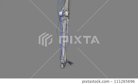 The Small Saphenous Vein (SSV) is a superficial vein of the posterior leg The Small Saphenous Vein (SSV) is a superficial vein of the posterior leg 111265696