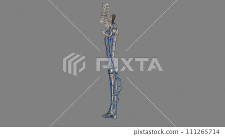 The veins of the lower limb drain deoxygenated blood and return it to the heart The veins of the lower limb drain deoxygenated blood and return it to the heart 111265714