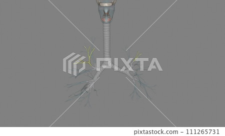 Superior lobe Posterior Superior lobe Posterior 111265731