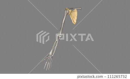 The scapula is a flat, triangular-shaped bone 111265732