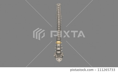 The L2 vertebra is located in the lower curvature of the spine, The L2 vertebra is located in the lower curvature of the spine, 111265733