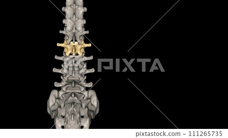 The L2 vertebra is located in the lower curvature of the spine, 111265735