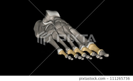 the proximal, or first bone, in the fingers when counting from the hand to the tip of the finger the proximal, or first bone, in the fingers when counting from the hand to the tip of the finger 111265736