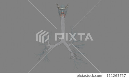 The trachea is the long tube that connects your larynx (voice box) to your bronchi The trachea is the long tube that connects your larynx (voice box) to your bronchi 111265737