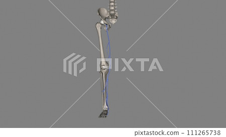 great saphenous vein and small saphenous vein are superficial veins in your legs great saphenous vein and small saphenous vein are superficial veins in your legs 111265738