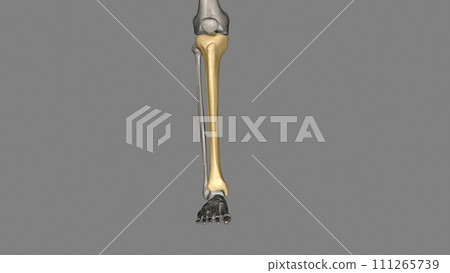 The tibia is the shinbone, the larger of the two bones in the lower leg The tibia is the shinbone, the larger of the two bones in the lower leg 111265739