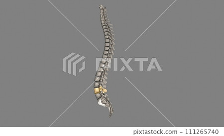 The L4 and L5 are the lowest vertebrae, or spinal bones, in the lumbar spine The L4 and L5 are the lowest vertebrae, or spinal bones, in the lumbar spine 111265740