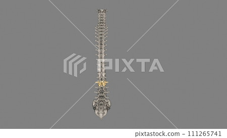 The L2 vertebra is located in the lower curvature of the spine, The L2 vertebra is located in the lower curvature of the spine, 111265741