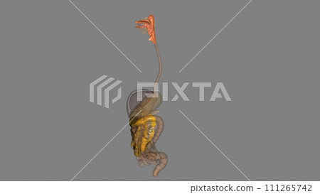 The oropharynx is the middle chamber of the pharynx that passes food from the mouth into the laryngopharynx The oropharynx is the middle chamber of the pharynx that passes food from the mouth into the laryngopharynx 111265742