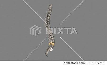 The L4 and L5 are the lowest vertebrae, or spinal bones, in the lumbar spine The L4 and L5 are the lowest vertebrae, or spinal bones, in the lumbar spine 111265749
