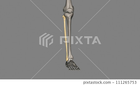 The fibula is a long bone in the lower extremity that is positioned on the lateral side of the tibia The fibula is a long bone in the lower extremity that is positioned on the lateral side of the tibia 111265753